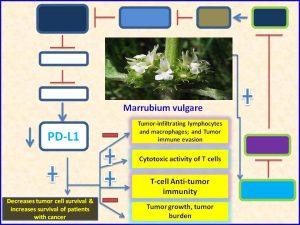 Marrubium vulgare extract inhibits PDL1 expression and promotes tumor regression