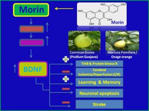 Morin induces BDNF and protects against stroke