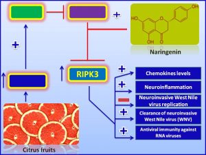 Naringenen increases the expression of RIPK3 and inhibits WNV production