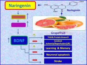 Naringenin induces BDNF expression and prevents stroke