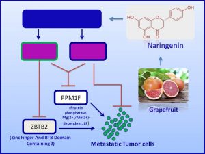Naringenin inhibits ZBTB2 and PPM1F expression and prevents metastasis