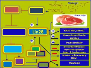Naringin induces lin-28 and promotes insulin sensitivity