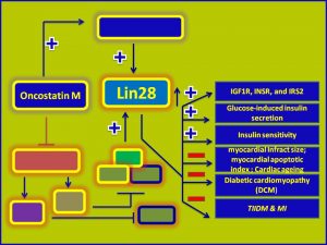 OncostatinM increases lin28 expression and promotes insulin sensitivity