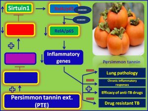 PTE induces Sirtuin1 exp and inhibtis TB pathogenesis