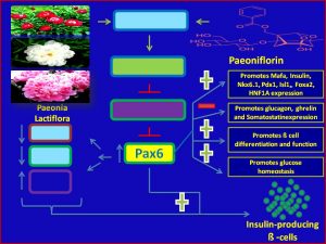 Paeoniflorin increases Pax6 expression and promotes insulin sensitivity