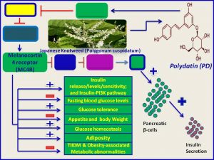 Polydatin increases MC4R expression and promotes insulin sensitivity