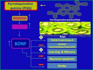 Pyrroloquinoline induces BDNF expression and inhibits stroke