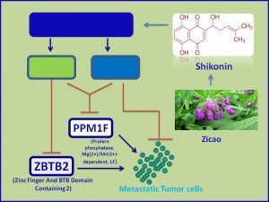 Shikonin functions as an antimetastasis agent
