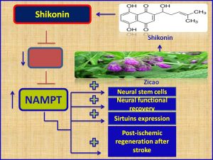 Shikonin induces BDNF expression