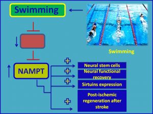 Swimming therpay increases NAMPT and protects against stroke
