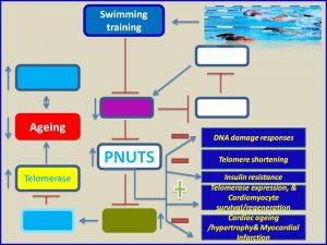 Swimming trainng increases PNUTS expressionn and prevents myocardial infarction