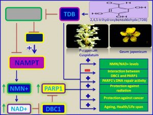 TDP increases NMN and NAD leves and protects against radiation, ageing and cancer