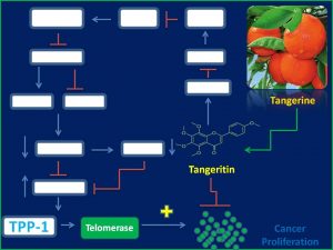 Tangeritin inhibits TPP1 and telomerase expression