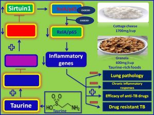 Taurine functions as an anti-tuberculosis agent via induction of Sirtuin1