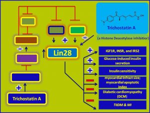 Trichostatin A induces Lin28 and promotes insulin sensitivity
