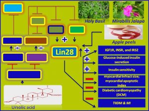 Ursolic acid increases lin28 expression and promotes insulin sensitivity