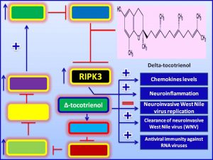 nhibits WNV production via induction of RIPK3