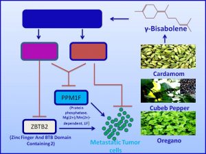 gamma-bisobolene inhibits the expression of metastatic promoter PPMIF