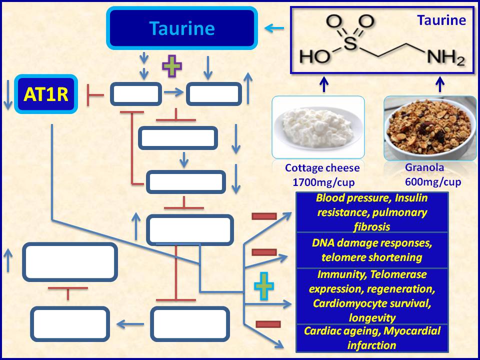 Amino acidbased Lifespan extension therapy Taurine, found in Cottage