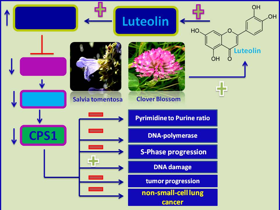 Natural product therapy for KRAS/LKB1mutant lung cancer Luteolin