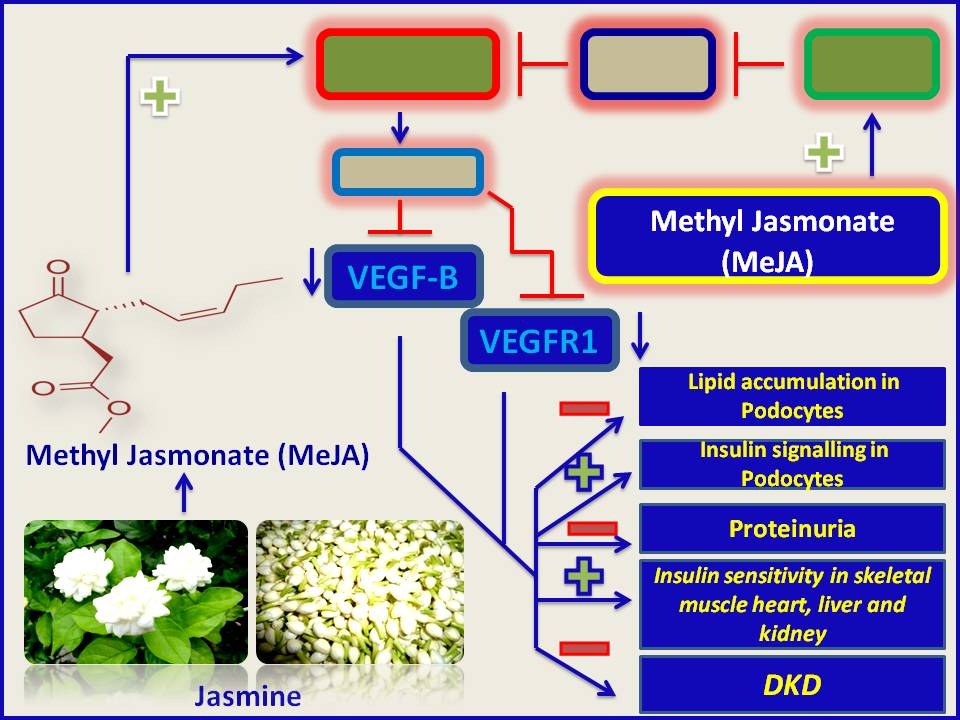 Natural productderived therapy for Diabetic Kidney disease Methyl
