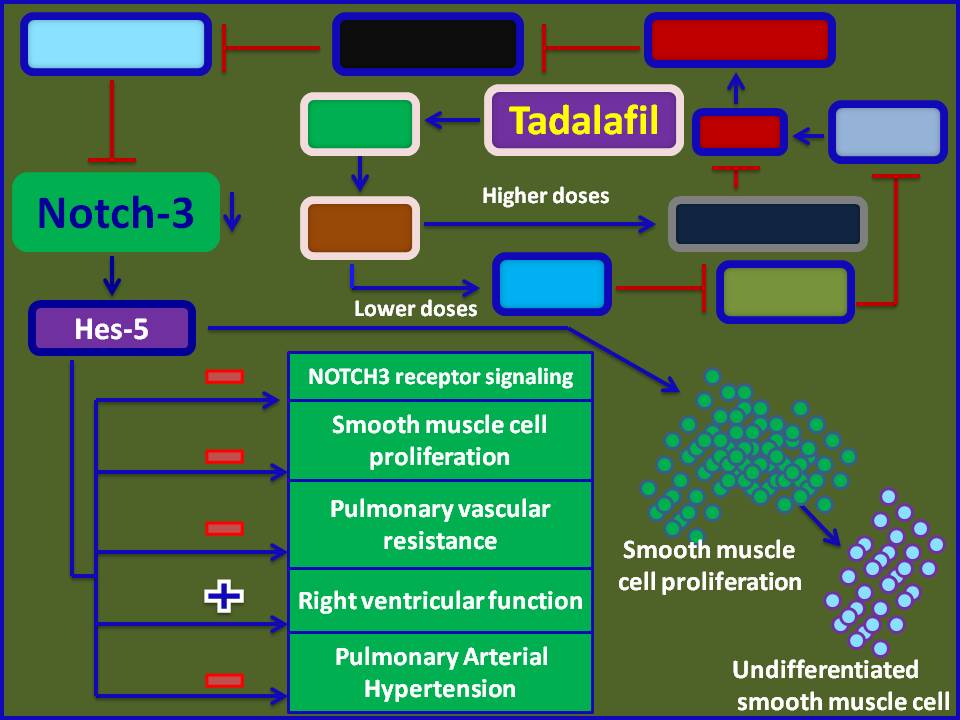 https://genomediscovery.org/wp-content/uploads/2018/01/Tadalafil-attenuates-Pulmonary-Arterial-Hypertension-through-down-regulation-of-Notch-3-and-Hes-5.jpg1_.jpg