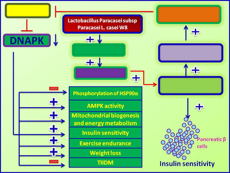 Probioticbased therapy for diabetes Probiotic Paracasei