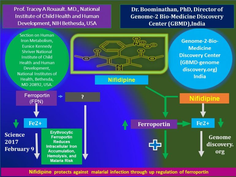 This image has an empty alt attribute; its file name is Nifidipine-protects-against-malarial-infection-through-up-regulation-of-ferroportin-jpg3-770x578.jpg