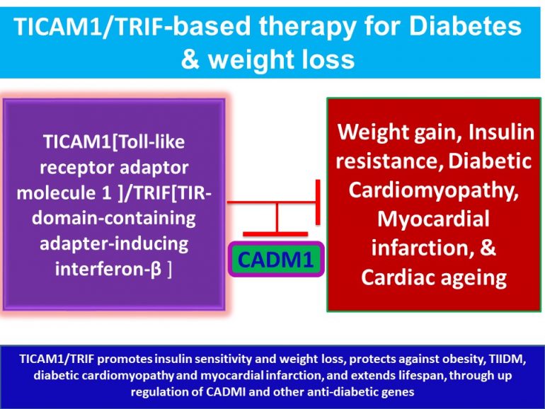 This image has an empty alt attribute; its file name is TICAM1.TRIF-promotes-insulin-sensitivity-and-weight-loss-protects-against-obesity-TIIDM.jpg2_-770x578.jpg
