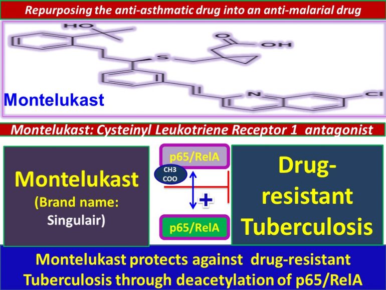 This image has an empty alt attribute; its file name is Montelukast-protects-against-drug-resistant-Tuberculosis-through-deacetylation-of-p65.RelA_.jpg2_-770x578.jpg