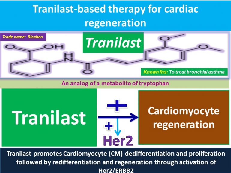 This image has an empty alt attribute; its file name is Tranilast-promotes-Cardiomyocyte-dedifferentiation-and-proliferation-through-activation-of-Her2-770x578.jpg